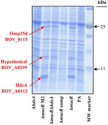 The Transcriptional Regulator MucR, but Not Its Controlled Acid-Activated Chaperone HdeA, Is Essential for Virulence and Modulates Surface Architecture and Properties in Brucella ovis PA